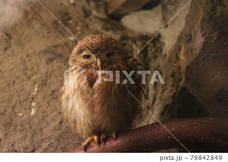 フクロウの飼育展示 79842849