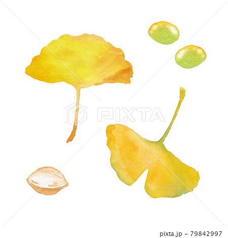 イチョウの葉と銀杏の実の水彩画のイラスト素材