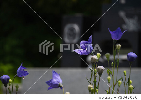 お墓の前の桔梗の花 79843036