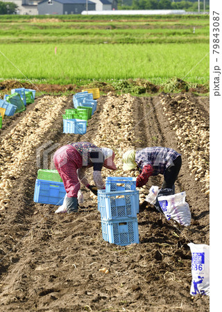 夏の北海道江差町で新ジャガイモの収穫作業の風景を撮影 79843087