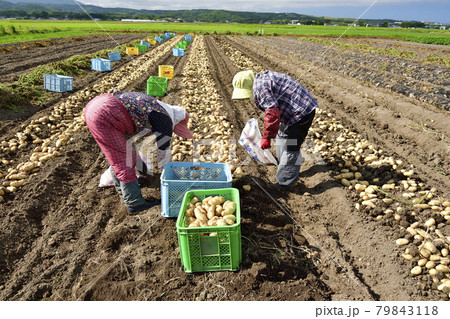 夏の北海道江差町で新ジャガイモの収穫作業の風景を撮影 79843118