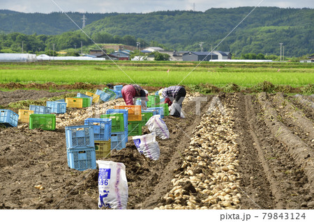 夏の北海道江差町で新ジャガイモの収穫作業の風景を撮影 79843124