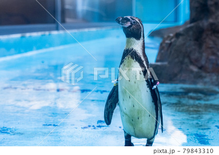 ペンギン ペンギン 79843310