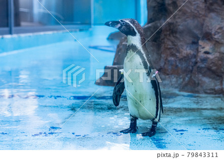ペンギン ペンギン 79843311