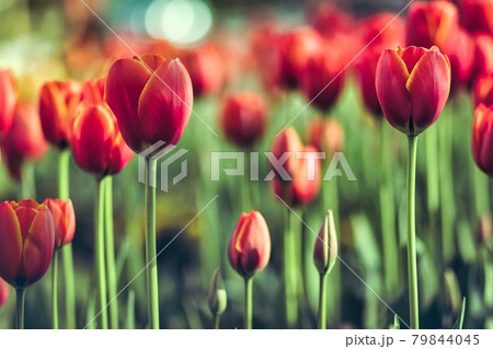 Many beautiful red tulip flowers in the field. 79844045