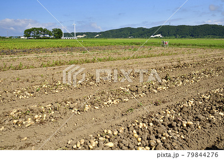 夏の北海道江差町で掘り起こされた新ジャガイモの畑の風景を撮影 夏の北海道江差町で掘り起こされた新ジャガイモの畑の風景を撮影 79844276