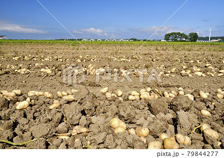 夏の北海道江差町で掘り起こされた新ジャガイモの畑の風景を撮影 夏の北海道江差町で掘り起こされた新ジャガイモの畑の風景を撮影 79844277