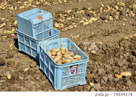 夏の北海道江差町で掘り起こされた新ジャガイモの畑の風景を撮影 夏の北海道江差町で掘り起こされた新ジャガイモの畑の風景を撮影 79844278