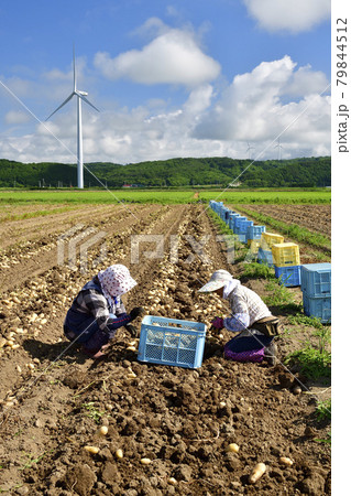 夏の北海道江差町で新ジャガイモの収穫作業の風景を撮影 79844512