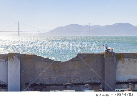 Sunny view of the Aquatic Park Cove 79844782
