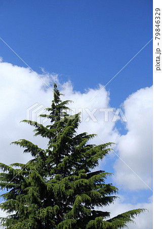 青空と雲とヒマラヤスギ 79846329