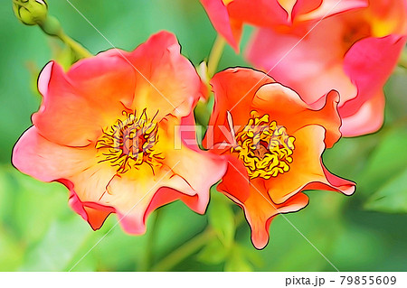 パステル調 オレンジ色のバラの花 イラストイメージのイラスト素材