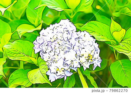 パステル調 ハート型のアジサイの花 イラストイメージのイラスト素材