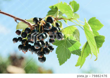 Ripe black currant on a branch in the garden. 79862476