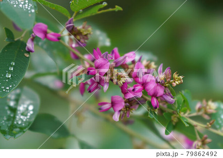 ハギの花 79862492