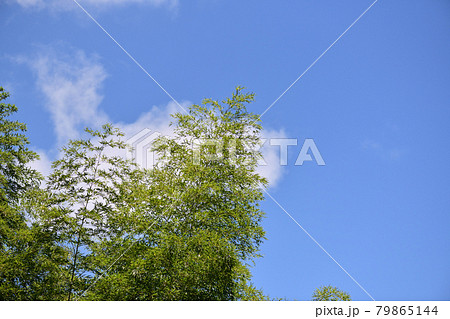 夏のモウソウチク(孟宗竹) 夏のモウソウチク(孟宗竹) 79865144