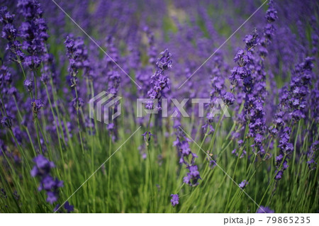 ラベンダー　美し富良野 79865235