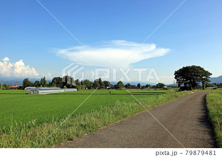夏の庄内平野風景 夏の庄内平野風景 79879481