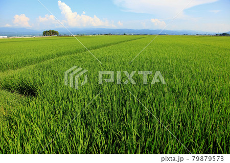 夏の庄内平野風景 79879573