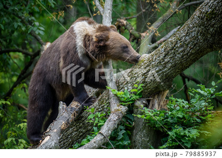 Wild Brown Bear (Ursus Arctos) on tree in the summer forest. Wildlife scene Wild Brown Bear (Ursus Arctos) on tree in the summer forest. Wildlife scene 79885937