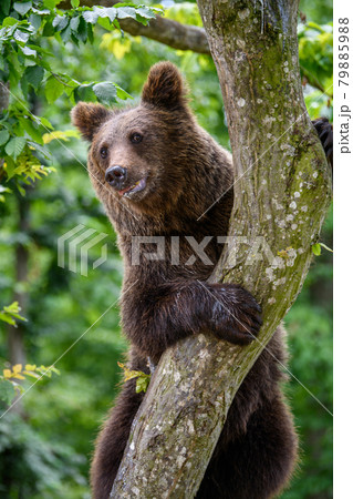 Wild Brown Bear (Ursus Arctos) on tree in the summer forest. Wildlife scene Wild Brown Bear (Ursus Arctos) on tree in the summer forest. Wildlife scene 79885988