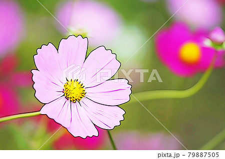 パステル調 満開のコスモス イラストイメージのイラスト素材