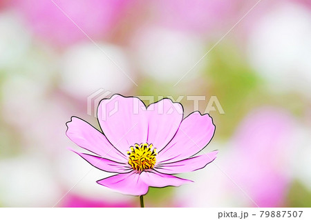 パステル調 満開のコスモス イラストイメージのイラスト素材