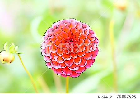 パステル調 満開のダリアの花 イラストイメージのイラスト素材