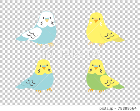 かわいいセキセイインコのイラスト 4種類のイラスト素材