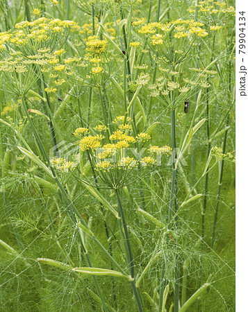 植物 写真 ハーブの代表フェンネル和名ウイキョウ アゲハ蝶大好 日本に古くからある薬用植物ウイキョウの写真素材