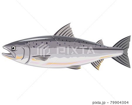 鮭 79904304