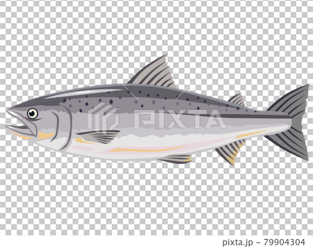 三文魚 三文魚 79904304