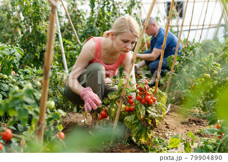 Man and woman gardeners in gloves picking tomatoes Man and woman gardeners in gloves picking tomatoes 79904890