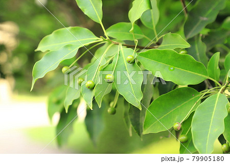 冬青(ソヨゴ)の実 冬青(ソヨゴ)の実 79905180