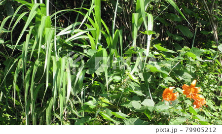 緑の中で目立つ鬼百合の花 緑の中で目立つ鬼百合の花 79905212