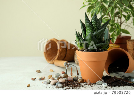 Concept of gardening on white textured table Concept of gardening on white textured table 79905726