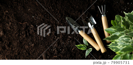 Concept of gardening on soil background, space for text 79905731