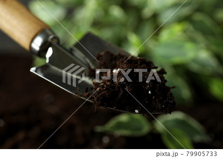Gardening shovel with soil, close up and selective focus Gardening shovel with soil, close up and selective focus 79905733
