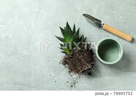 Plant, pot and garden shovel on gray textured table 79905752