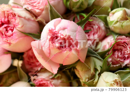 Beautiful pink roses on whole background, close up Beautiful pink roses on whole background, close up 79906123