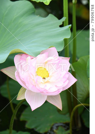 蓮の花 蓮の花 79906768