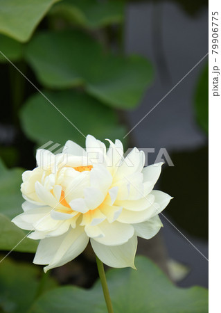 蓮の花 蓮の花 79906775