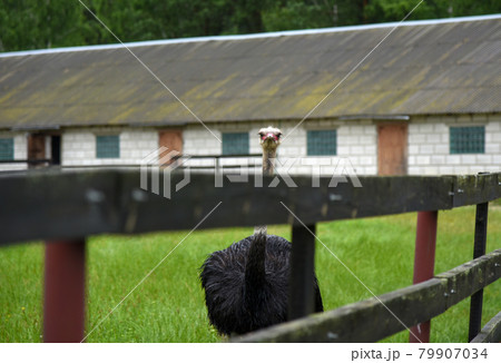 An ostrich runs around an ostrich farm in the rain 79907034