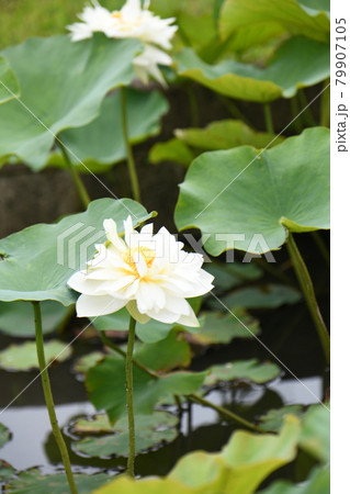 蓮の花(ハノイ白蓮) 蓮の花(ハノイ白蓮) 79907105