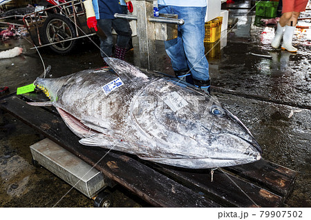 fresh bluefin tuna being cut into chunks at the fish market in Donggang Pingtung, Taiwan. fresh bluefin tuna being cut into chunks at the fish market in Donggang Pingtung, Taiwan. 79907502