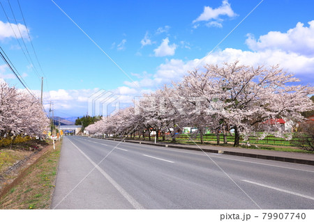 岩手山麓 青空と桜並木 岩手山麓 青空と桜並木 79907740