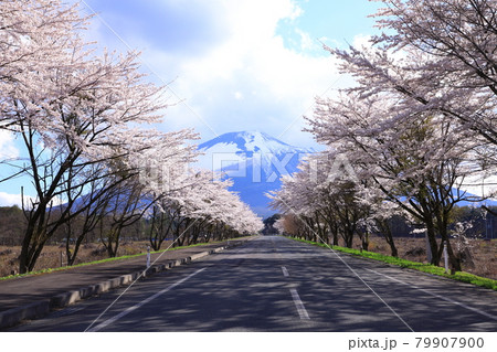 焼走り線　岩手山と桜並木 79907900