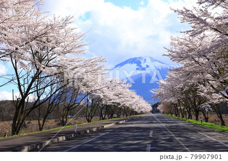 焼走り線　岩手山と桜並木 79907901