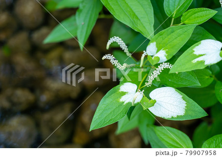 初夏に咲くハンゲショウの群生 初夏に咲くハンゲショウの群生 79907958