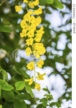 キングサリの花の写真素材